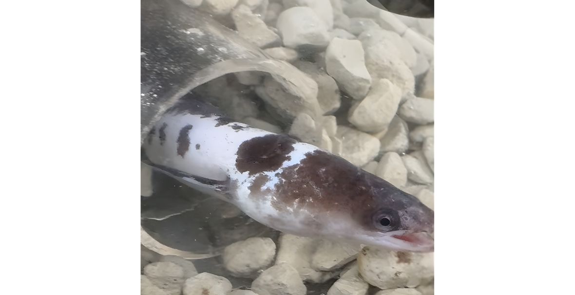 ぱんだうなぎは可愛い