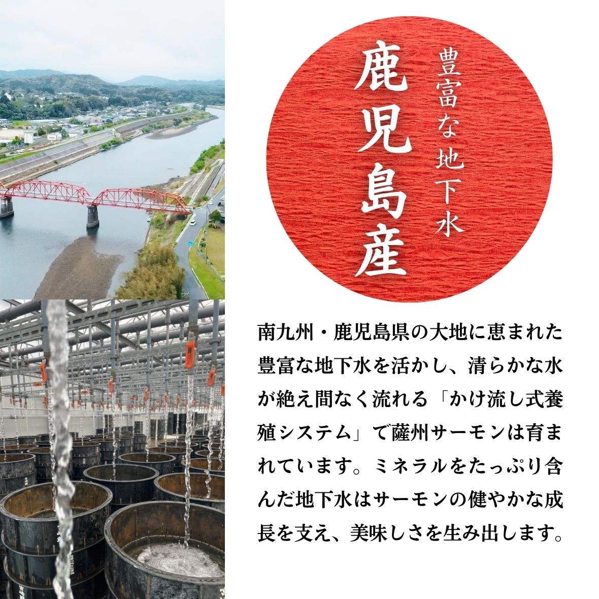 薩州サーモンの鹿児島県産