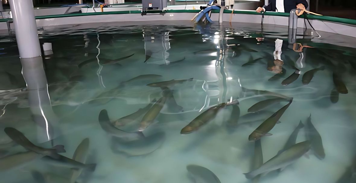 鹿児島でサーモンを育てる事とは
