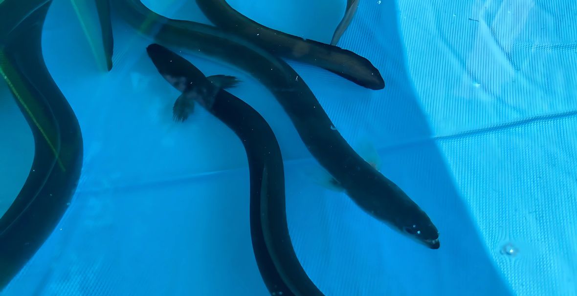 うなぎの養殖経験が薩州サーモンの生育のカギ